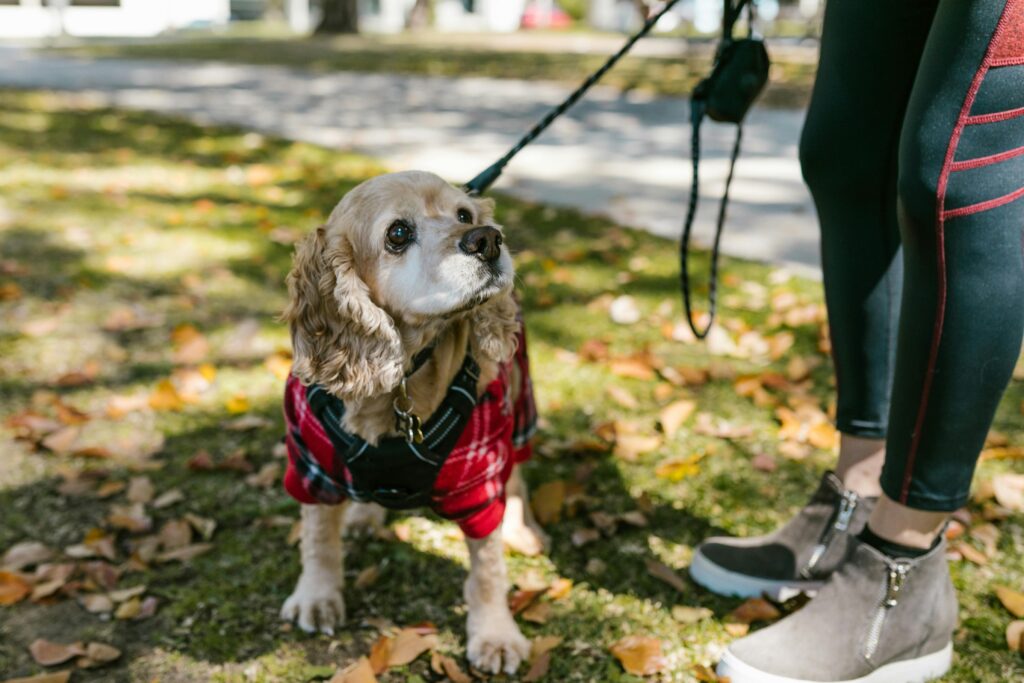 Cocker Spaniel dog in a plaid sweater taking a walk in a park during fall.