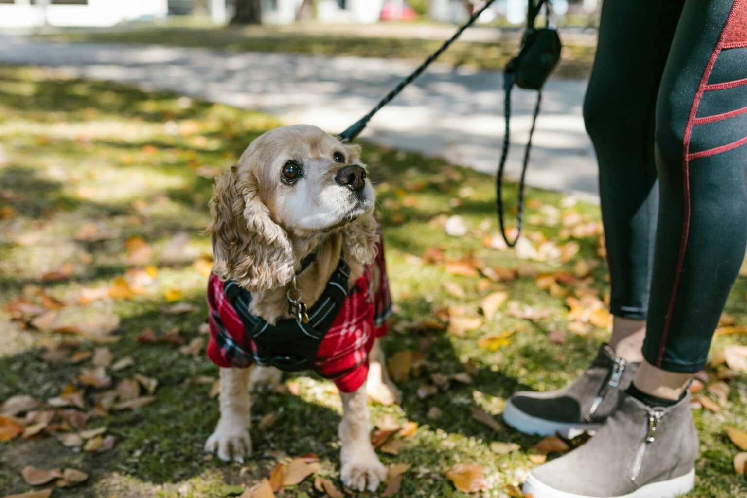 Cocker Spaniel dog in a plaid sweater taking a walk in a park during fall.